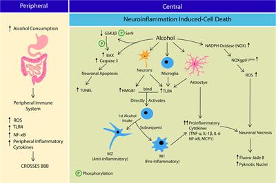 Alcohol Use Disorder, Neurodegeneration, Alzheimer’s and Parkinson’s Disease: Interplay Between Oxidative Stress, Neuroimmune Response and Excitotoxicity